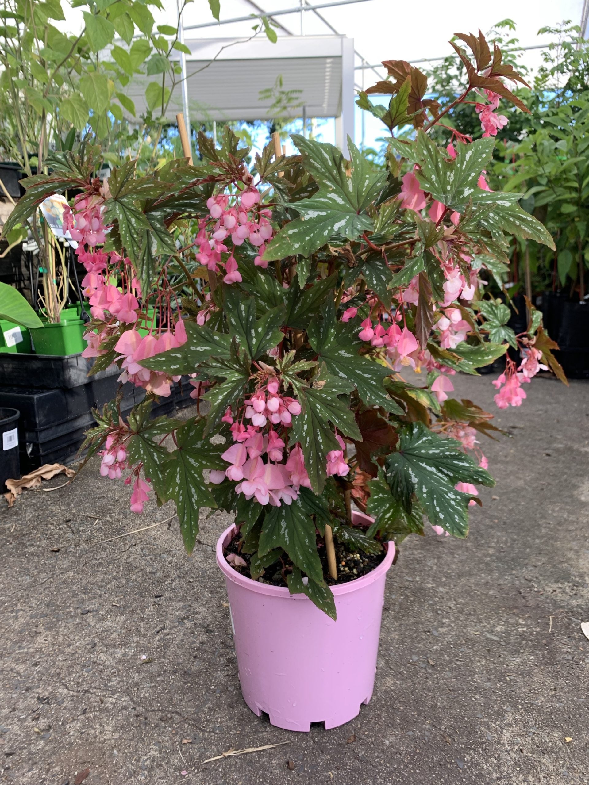 Begonia Diadema 'Pink Delight'