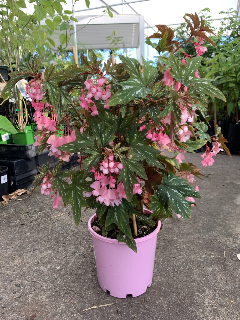 Begonia Diadema 'Pink Delight'
