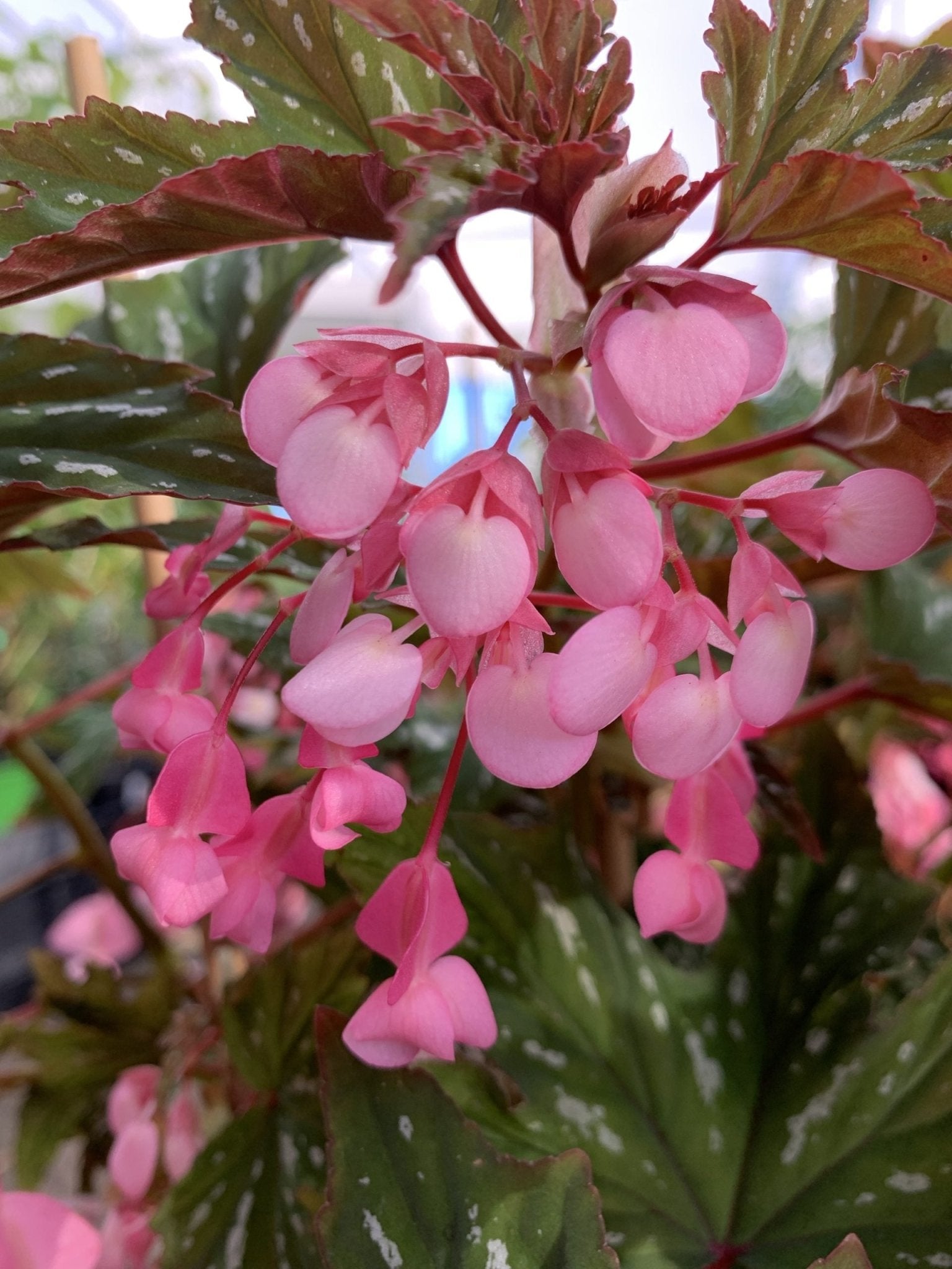 Begonia Diadema 'Pink Delight' - Ladybird Nursery