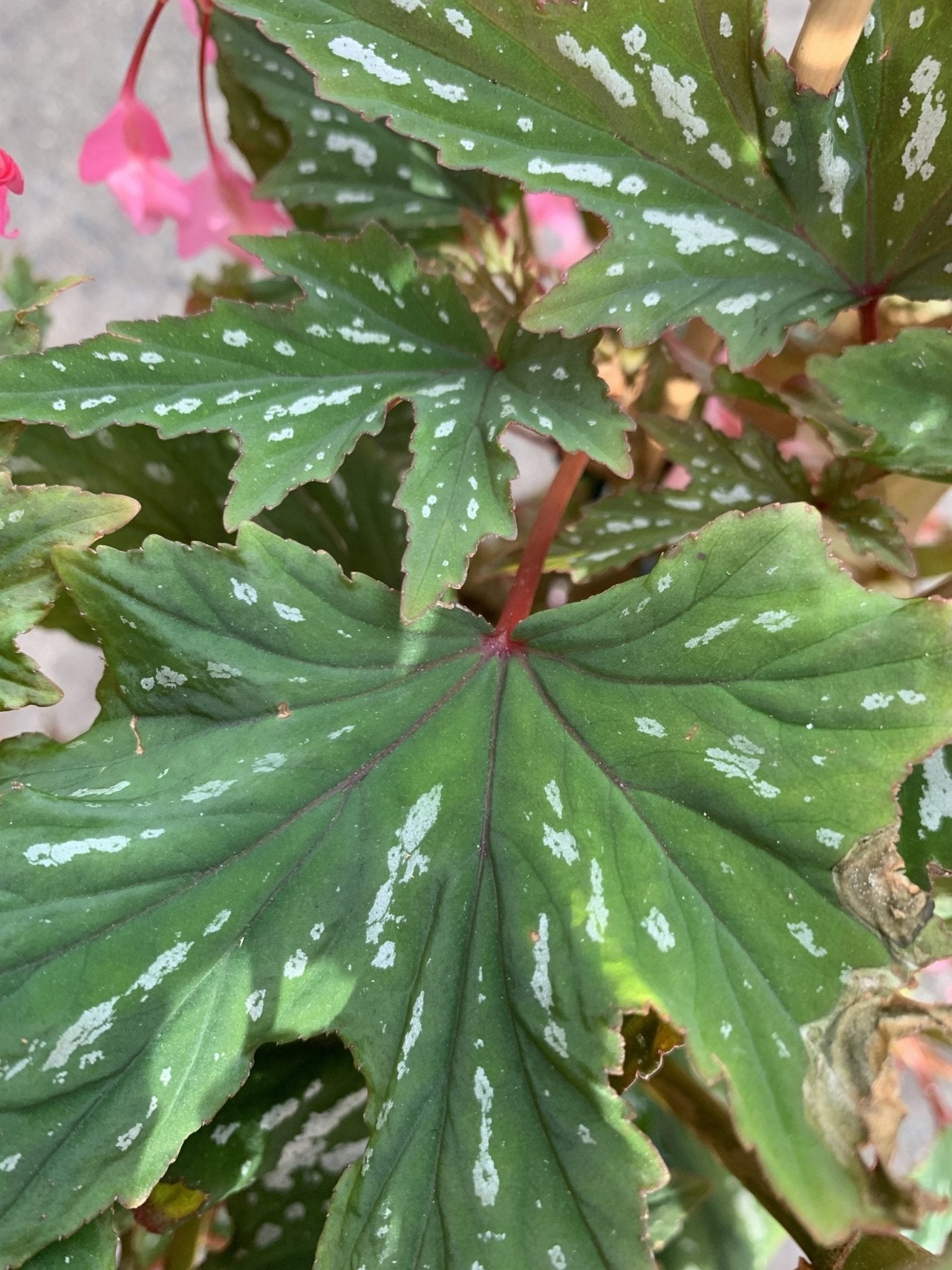 Begonia Diadema 'Pink Delight' - Ladybird Nursery
