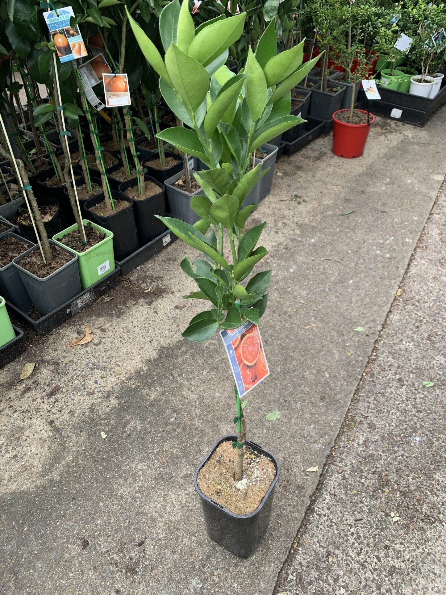 Blood Orange 'Maltese' (QLD Only)