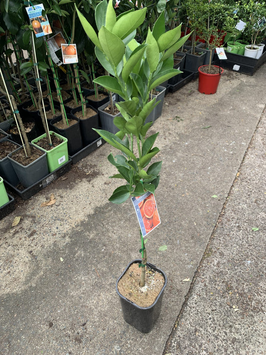 Blood Orange 'Maltese' (QLD Only)