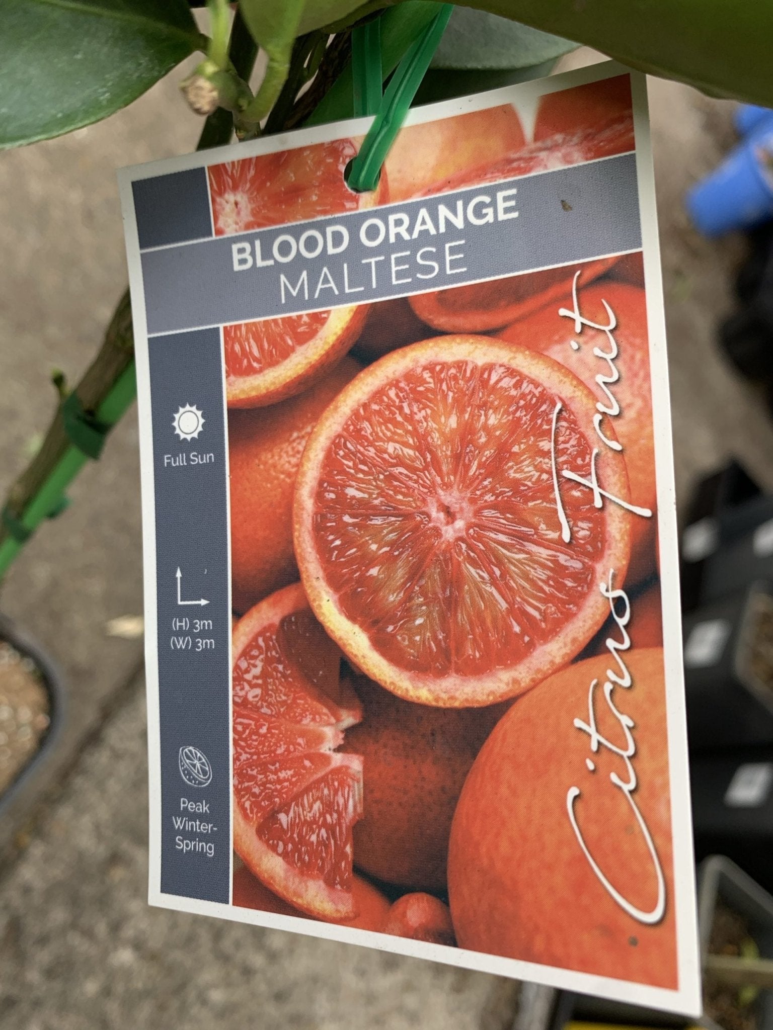 Advanced Blood Orange 'Maltese' 400mm (PICKUP ONLY) - Ladybird Nursery
