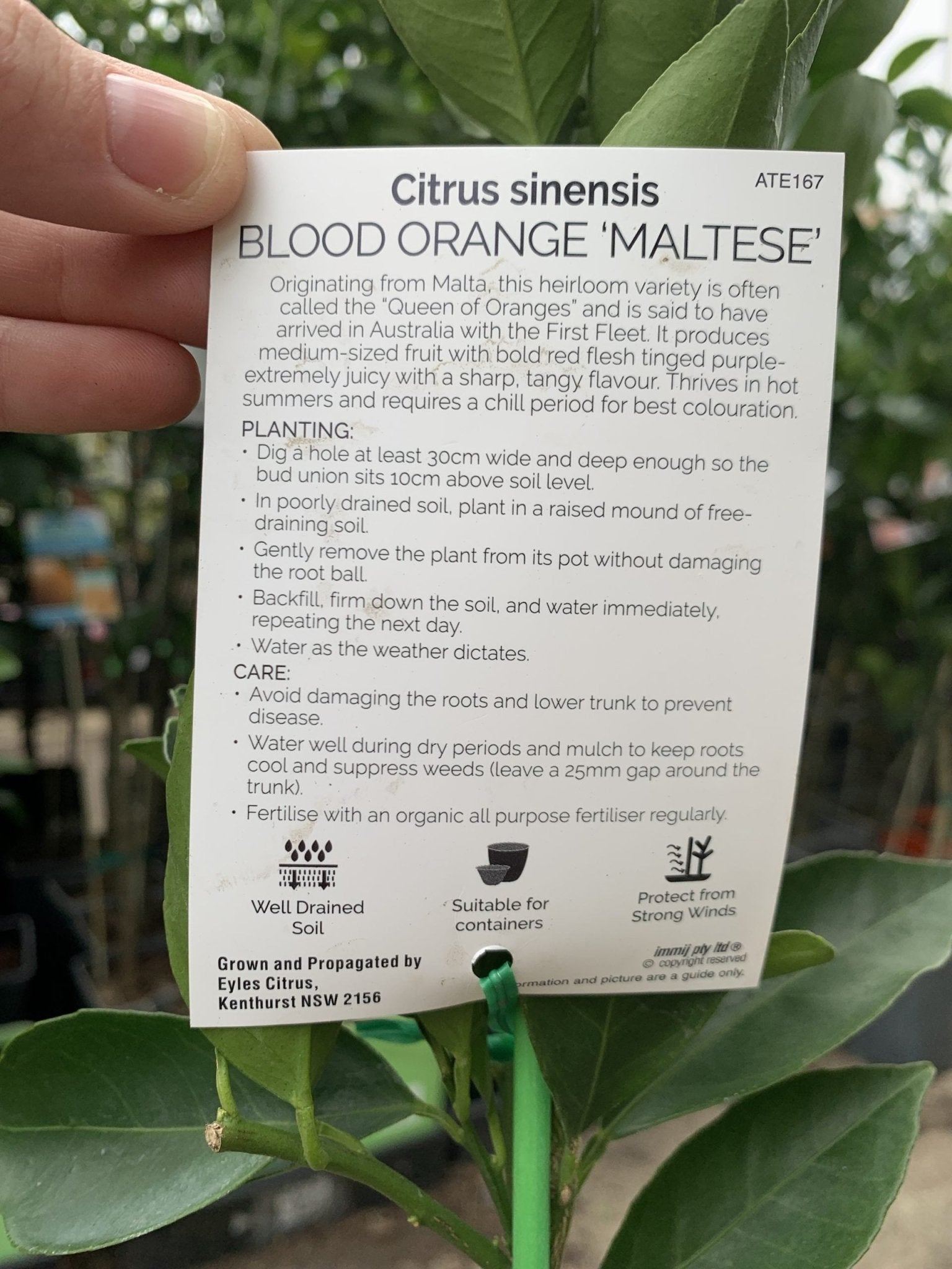 Blood Orange 'Maltese' (QLD Only) - Ladybird Nursery