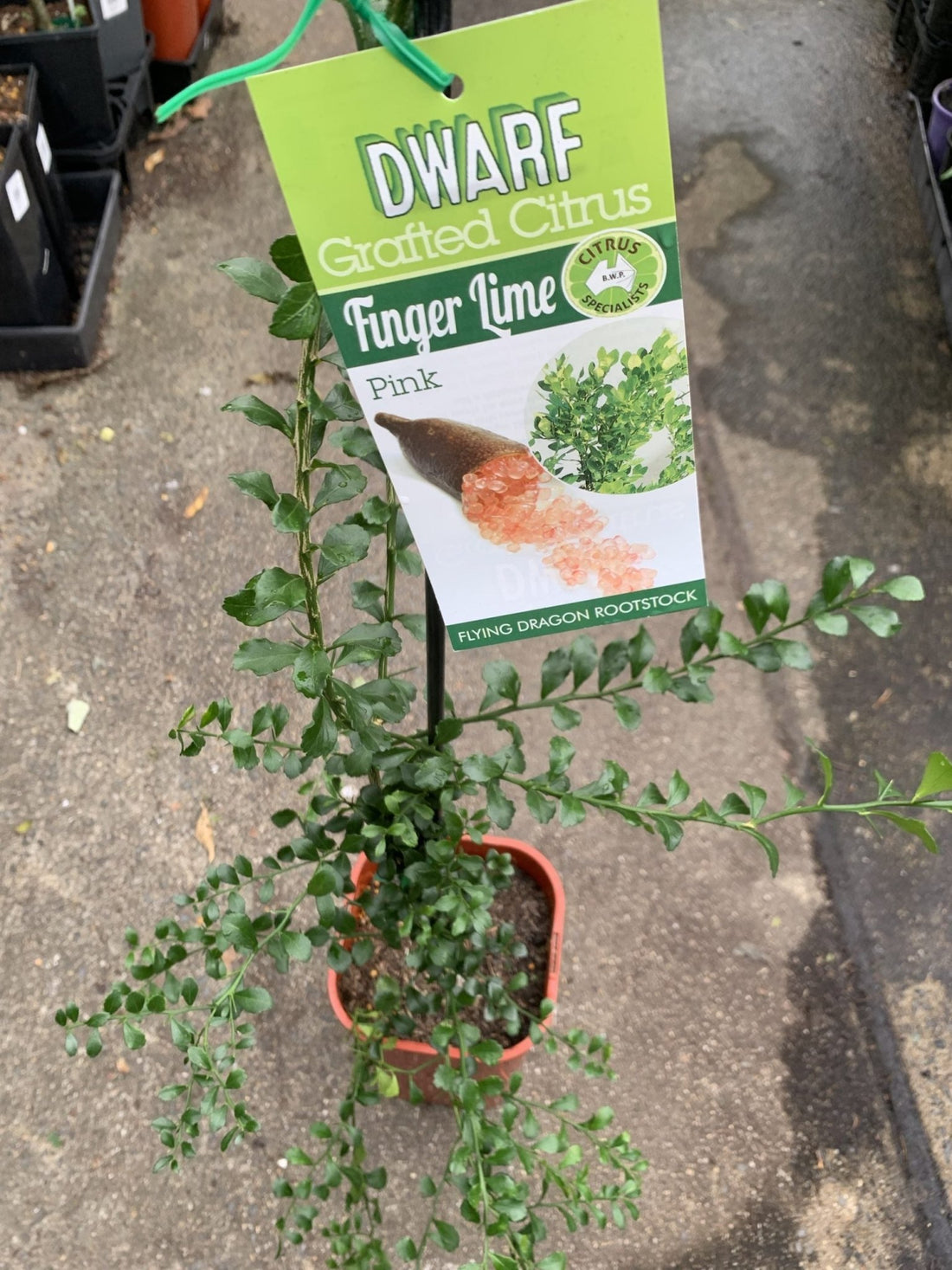 Dwarf Finger Lime Pink (QLD ONLY) - Ladybird Nursery