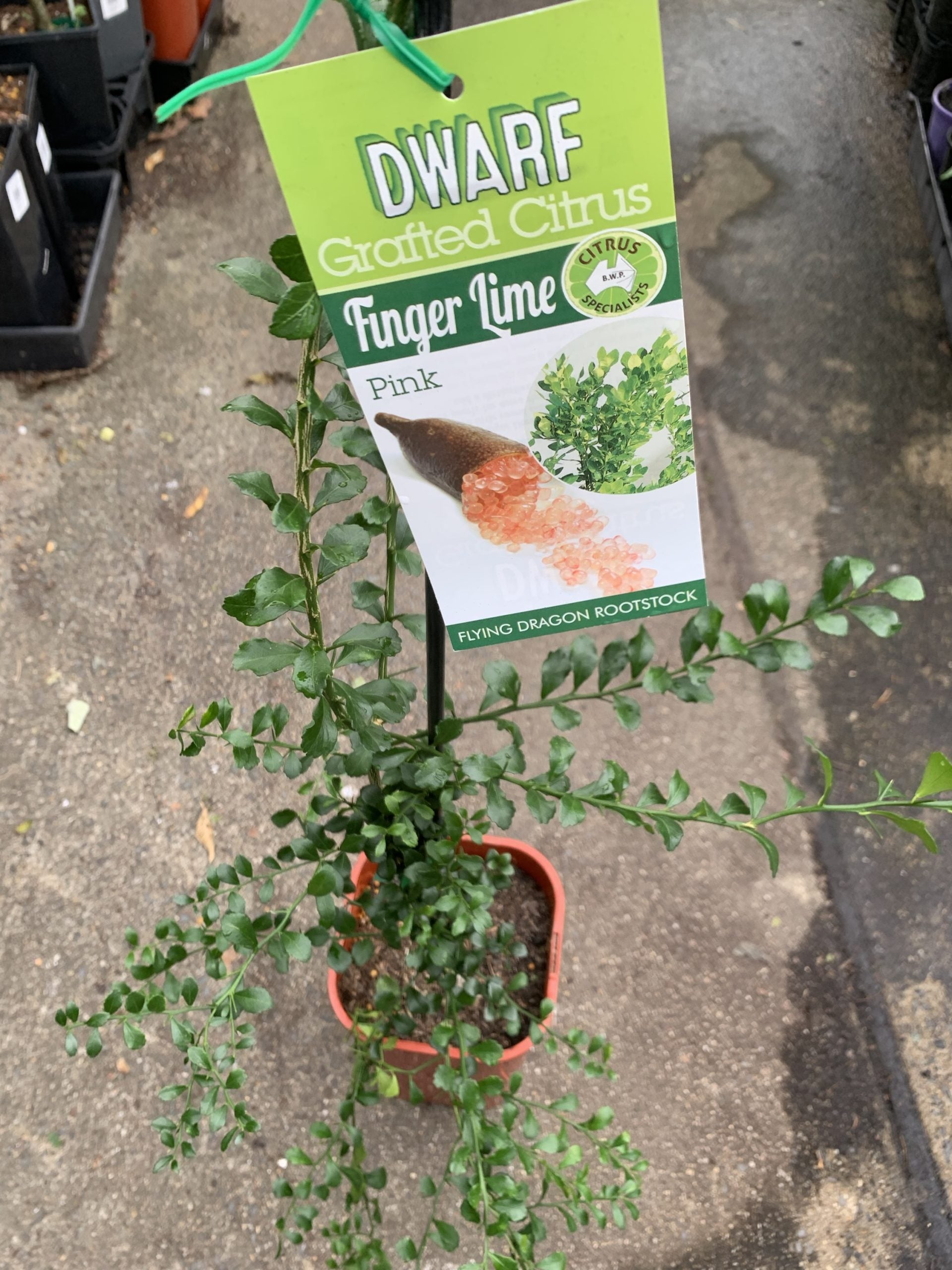 Dwarf Finger Lime Pink (QLD ONLY)