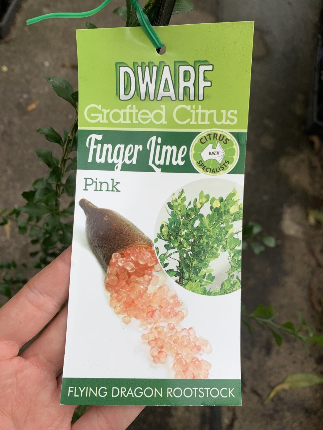 Dwarf Finger Lime Pink (QLD ONLY) - Ladybird Nursery