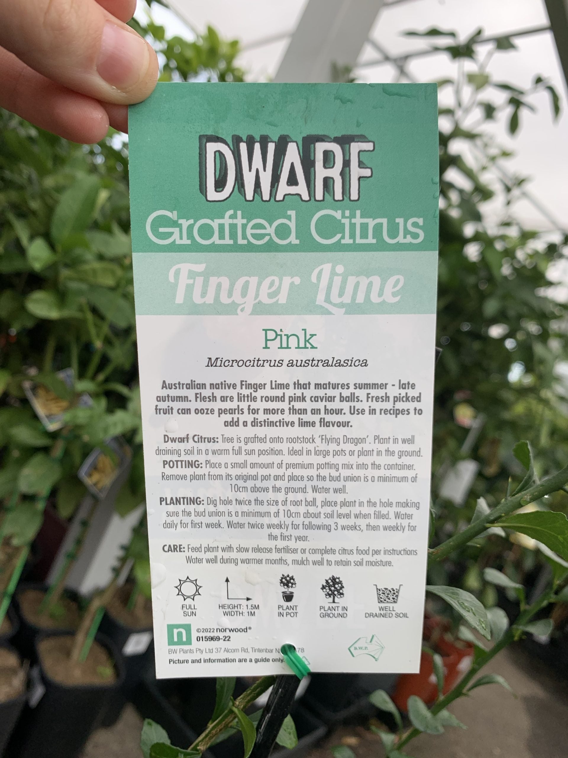 Dwarf Finger Lime Pink (QLD ONLY)