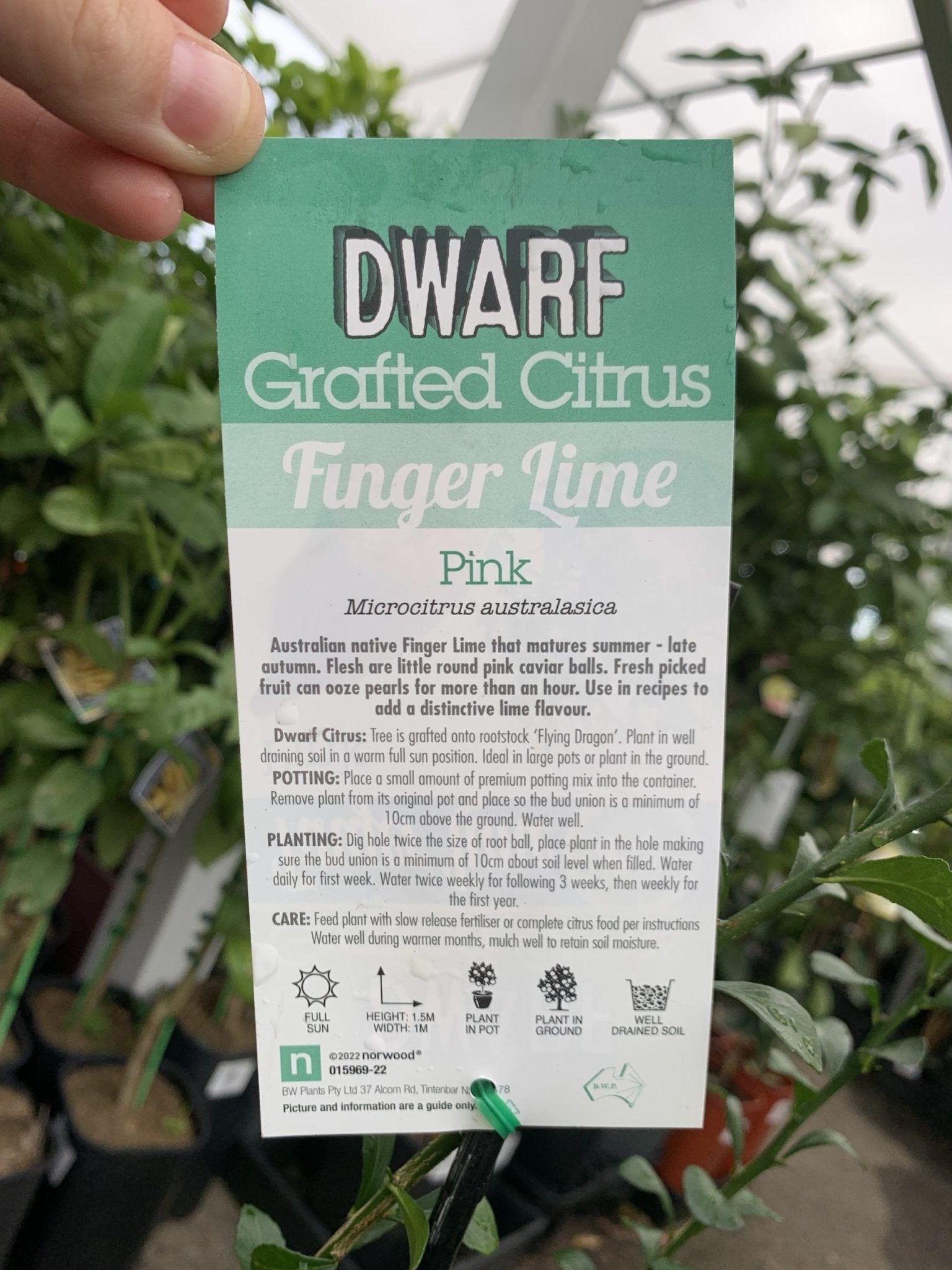 Dwarf Finger Lime Pink (QLD ONLY) - Ladybird Nursery