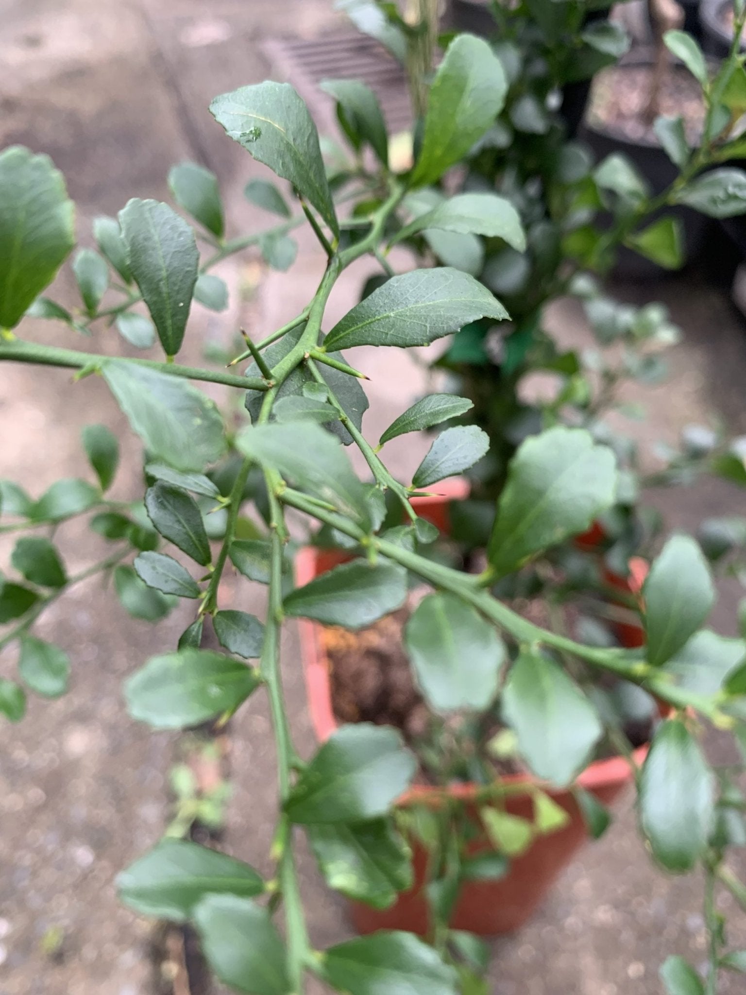 Dwarf Finger Lime Pink (QLD ONLY) - Ladybird Nursery