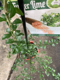 Dwarf Finger Lime Pink (QLD ONLY)