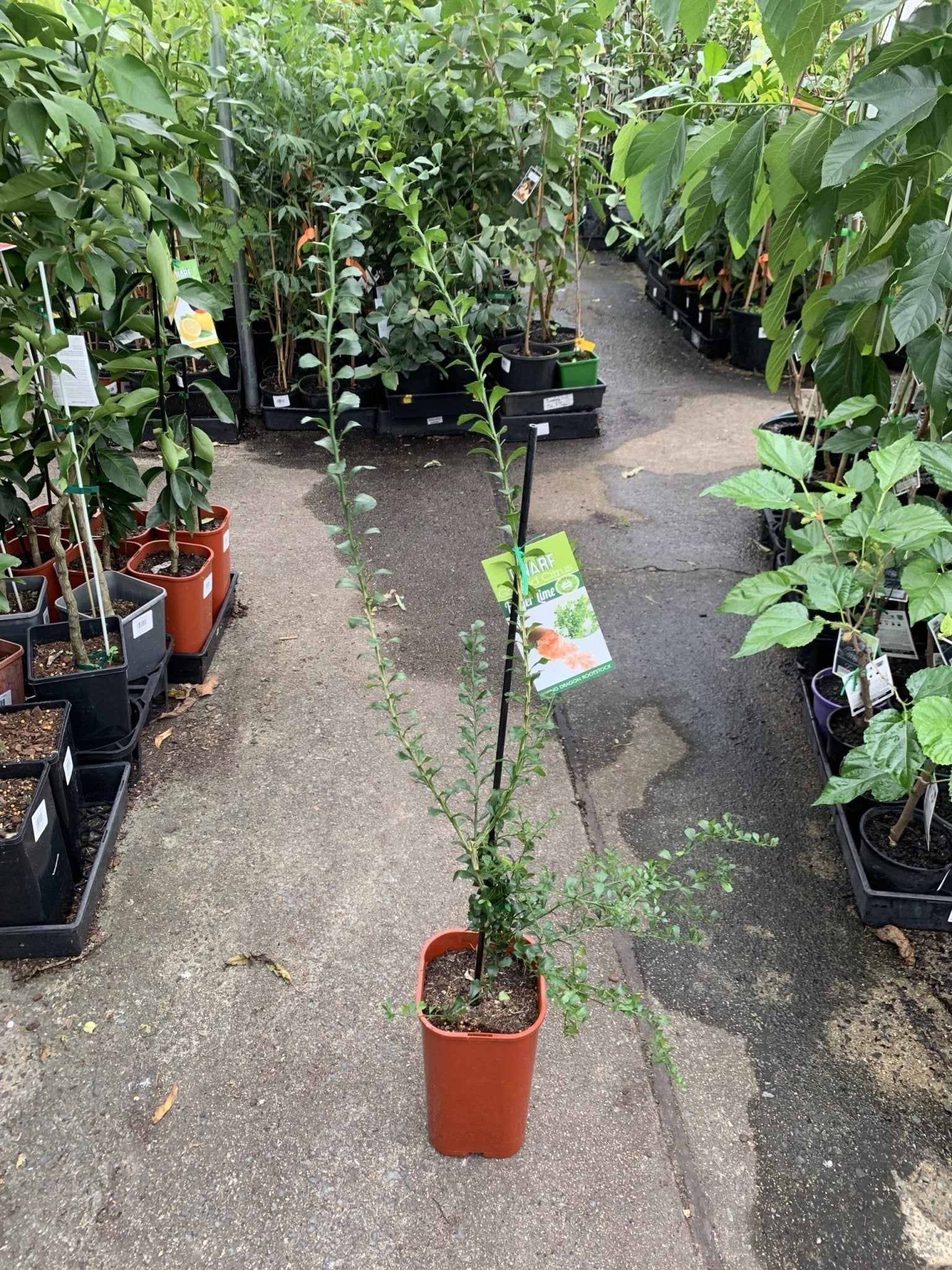 Dwarf Finger Lime Pink (QLD ONLY) - Ladybird Nursery