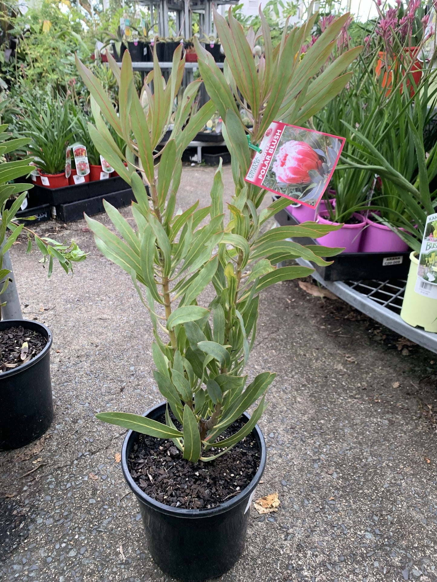 Protea Polar Blush 200mm