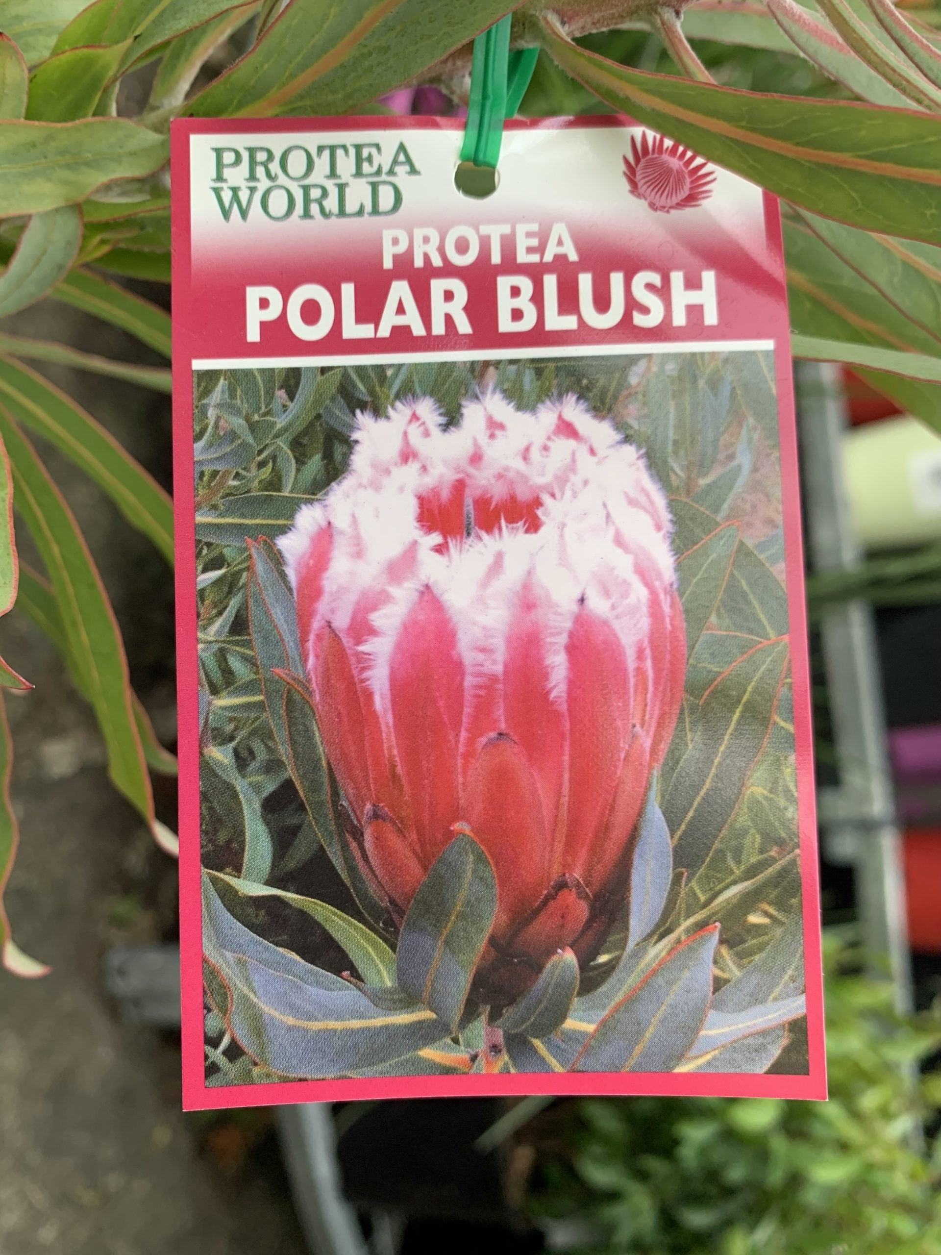 Protea Polar Blush 200mm