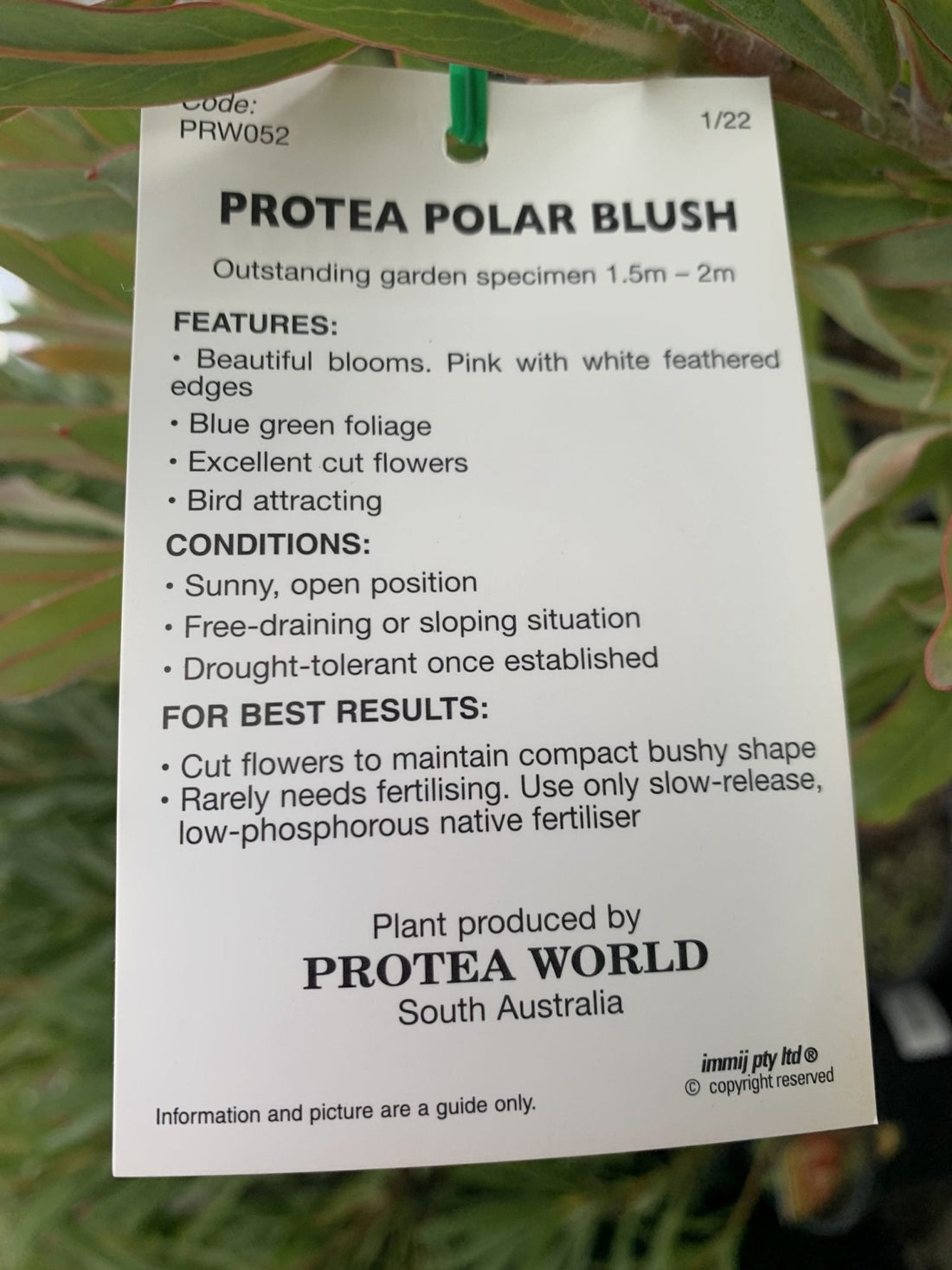 Protea Polar Blush 200mm - Ladybird Nursery