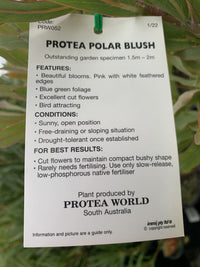 Protea Polar Blush 200mm - Ladybird Nursery