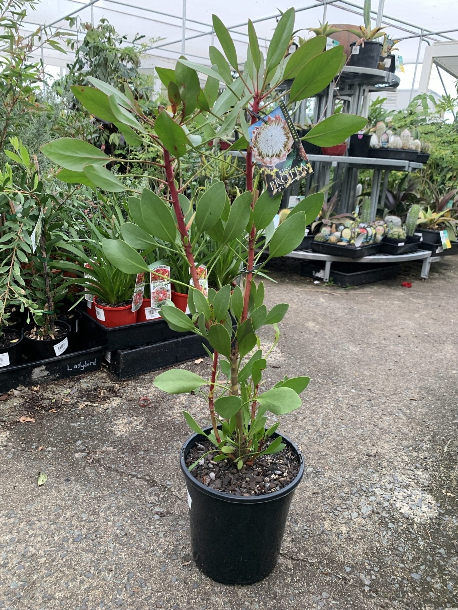 King Protea (Protea cynaroides) - Ladybird Nursery