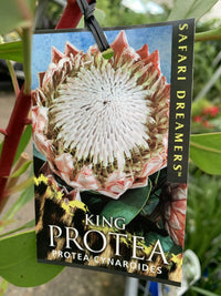 King Protea (Protea cynaroides)