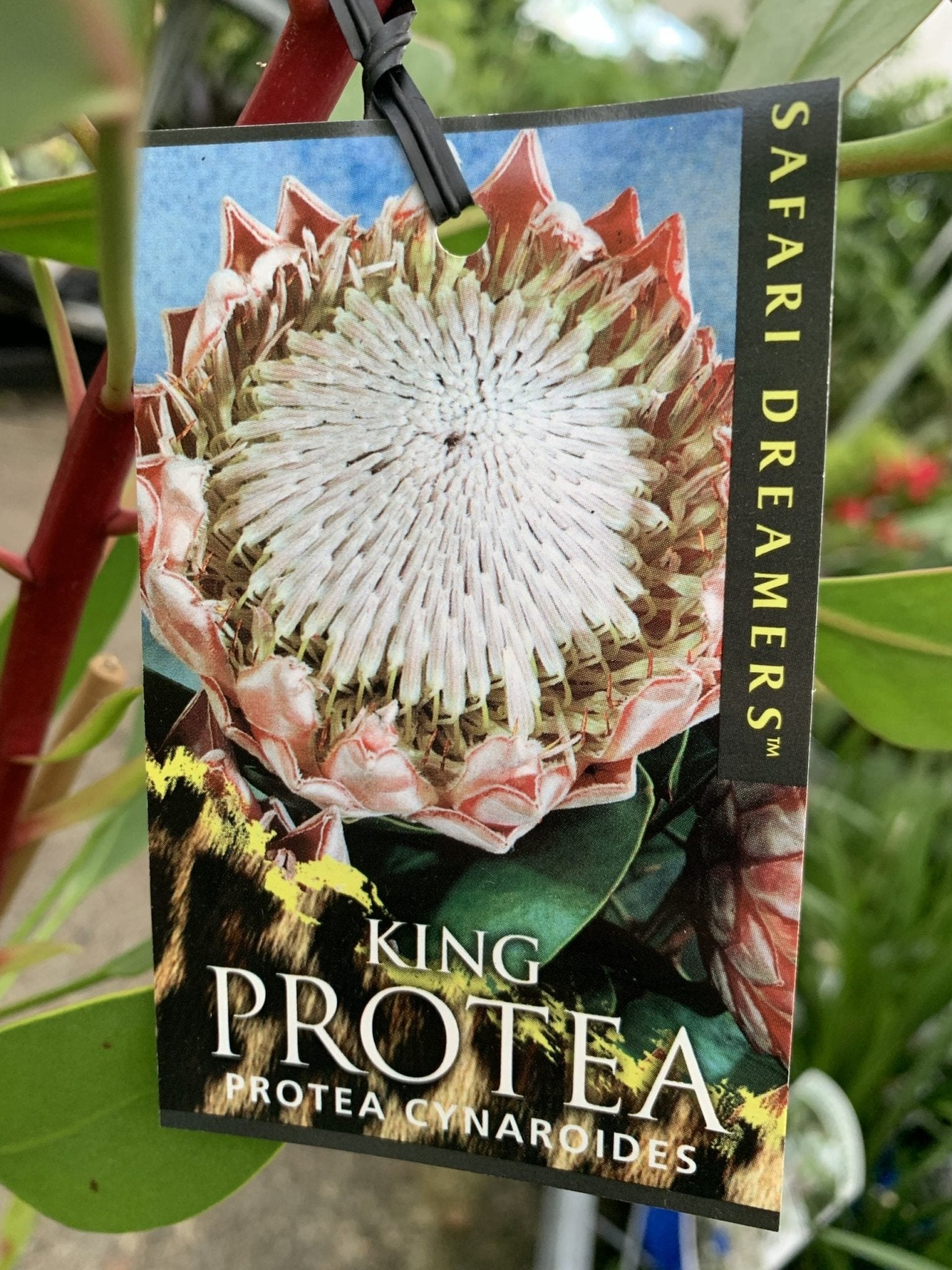 King Protea (Protea cynaroides) - Ladybird Nursery