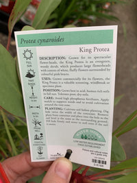 King Protea (Protea cynaroides) - Ladybird Nursery