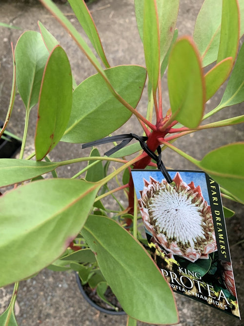 King Protea (Protea cynaroides) - Ladybird Nursery