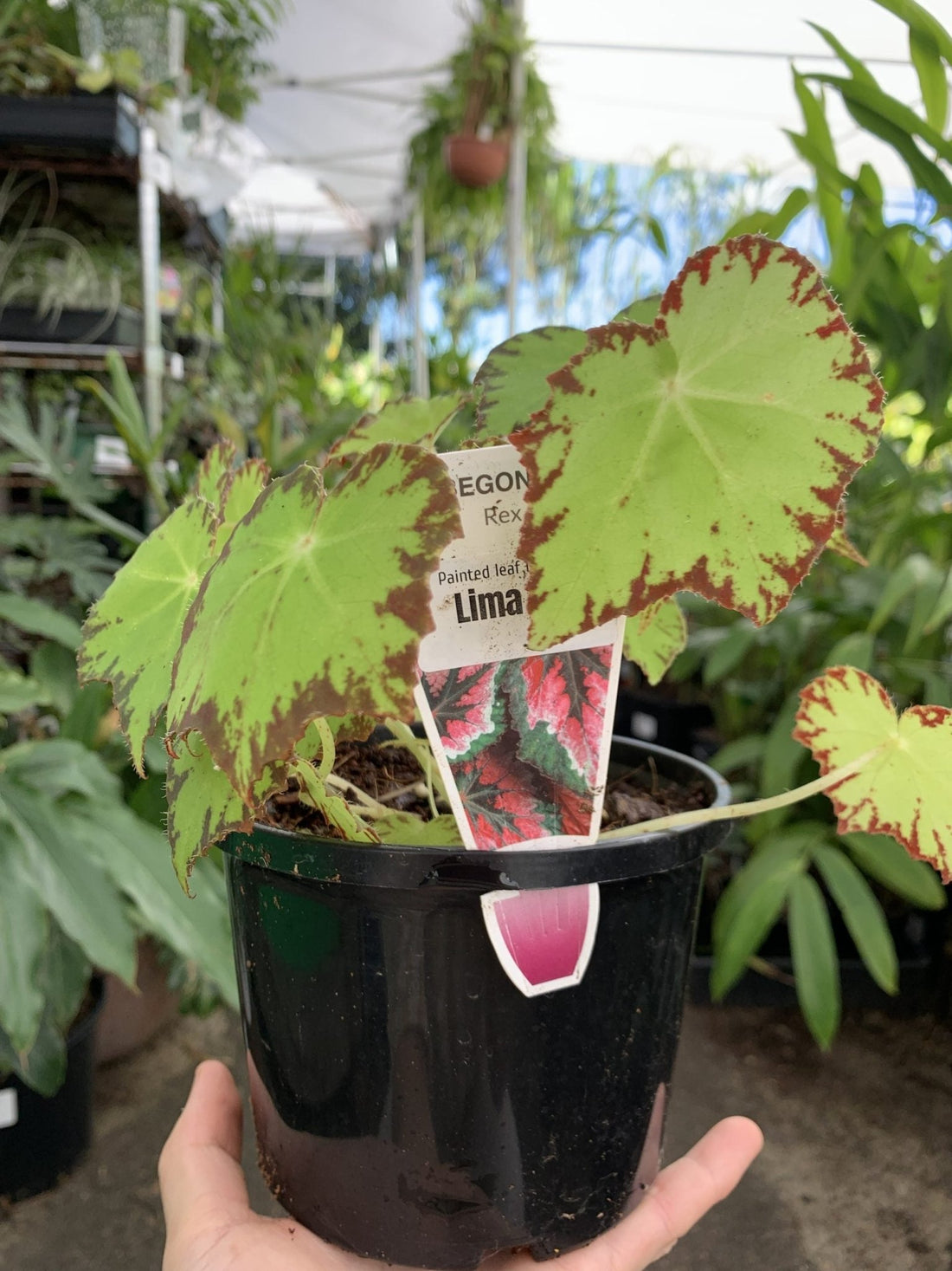 Begonia Rex - Mixed Variety - Ladybird Nursery