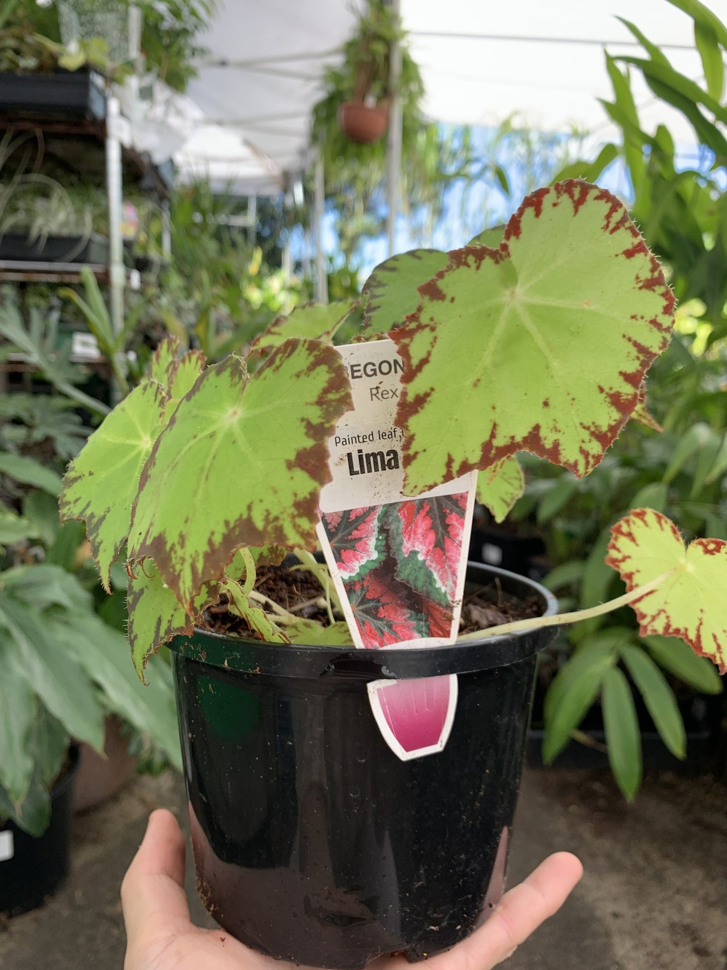 Begonia Rex - Mixed Variety