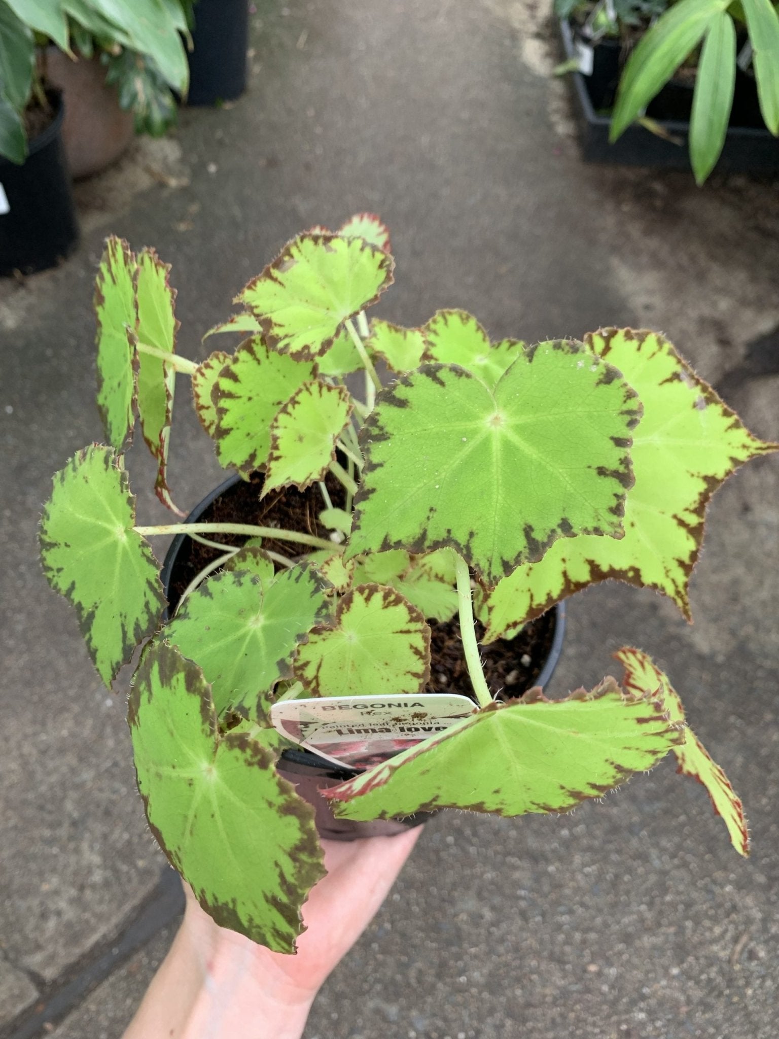 Begonia Rex - Mixed Variety - Ladybird Nursery