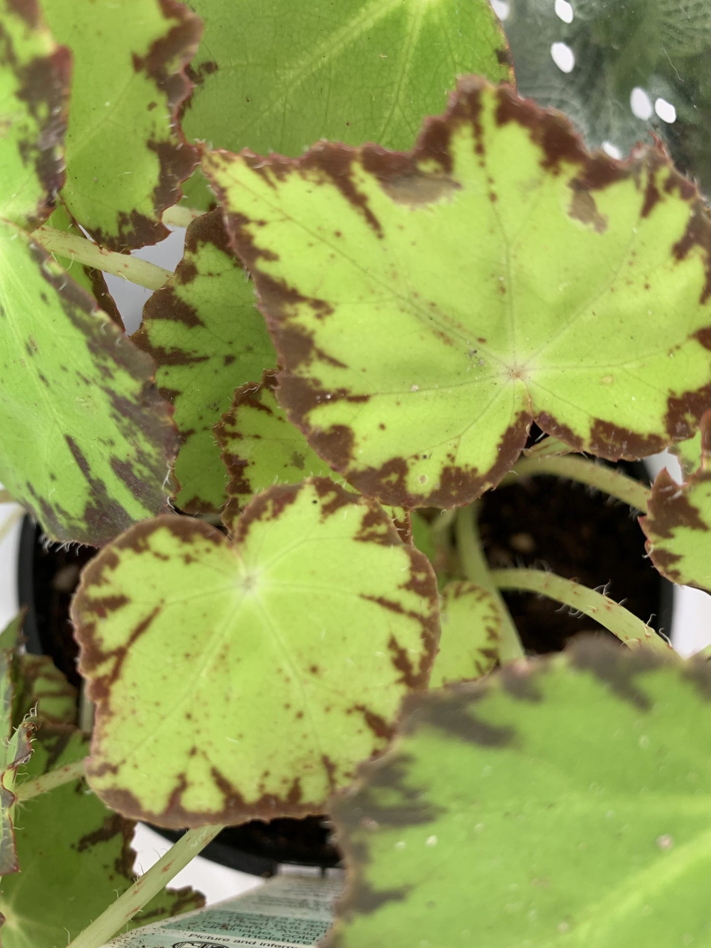 Begonia Rex - Mixed Variety