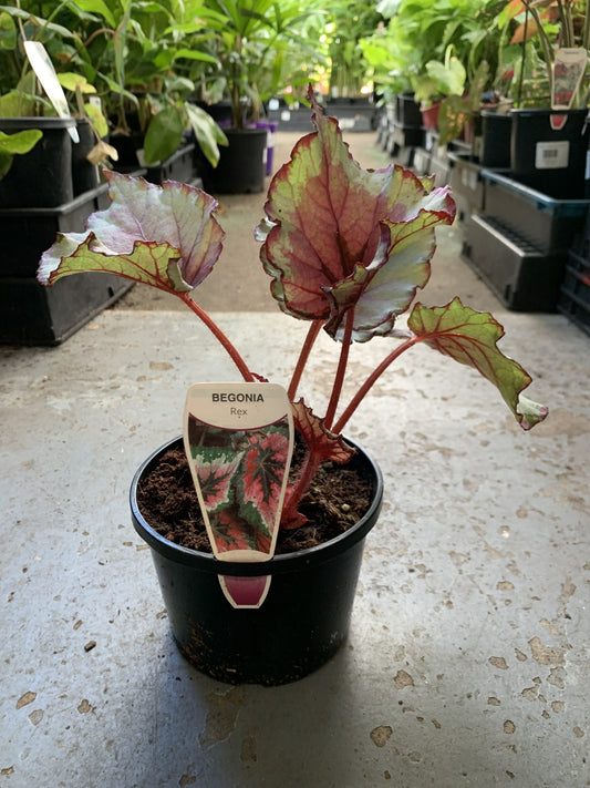 Begonia Rex - Mixed Variety