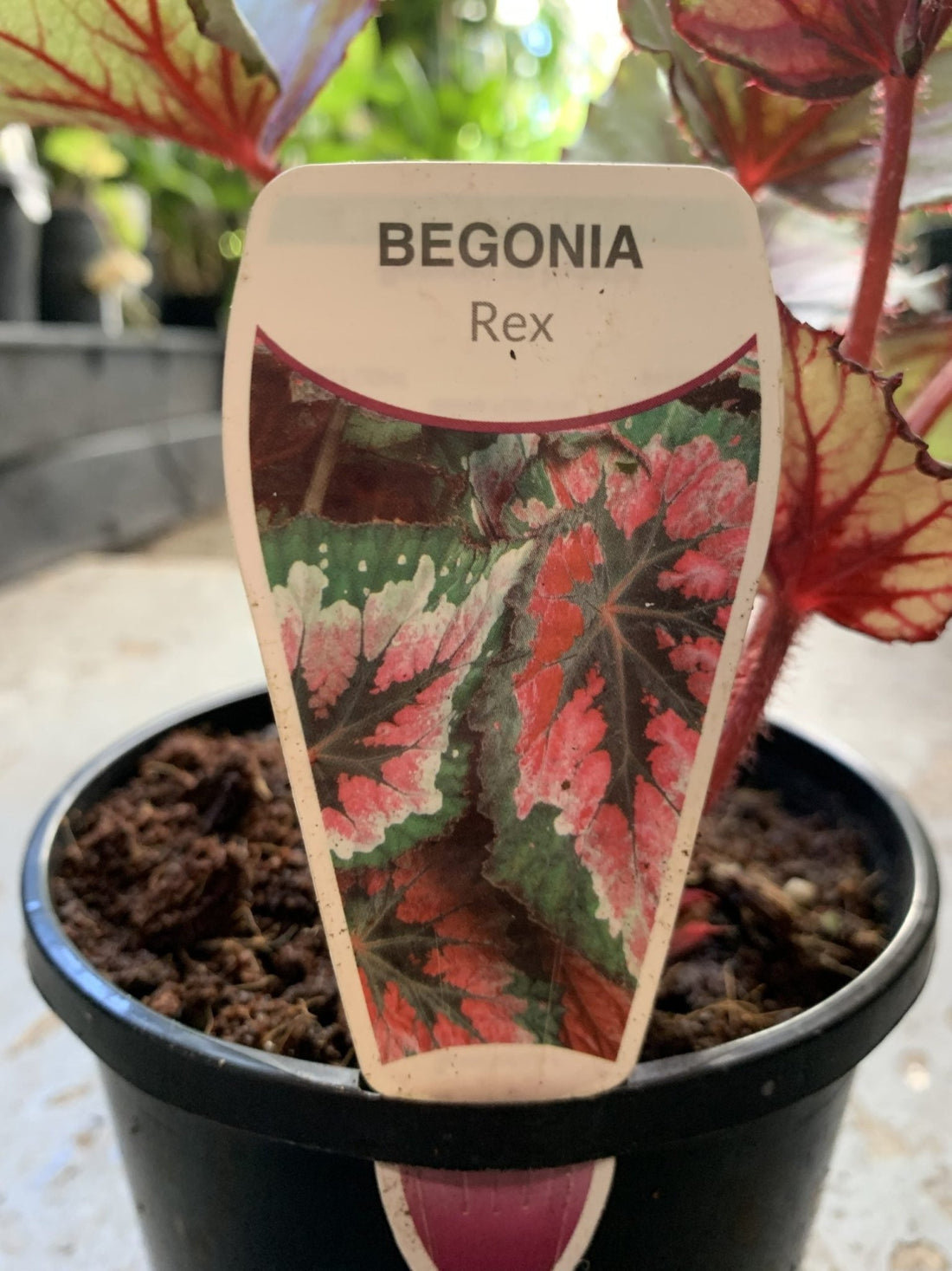 Begonia Rex - Mixed Variety - Ladybird Nursery