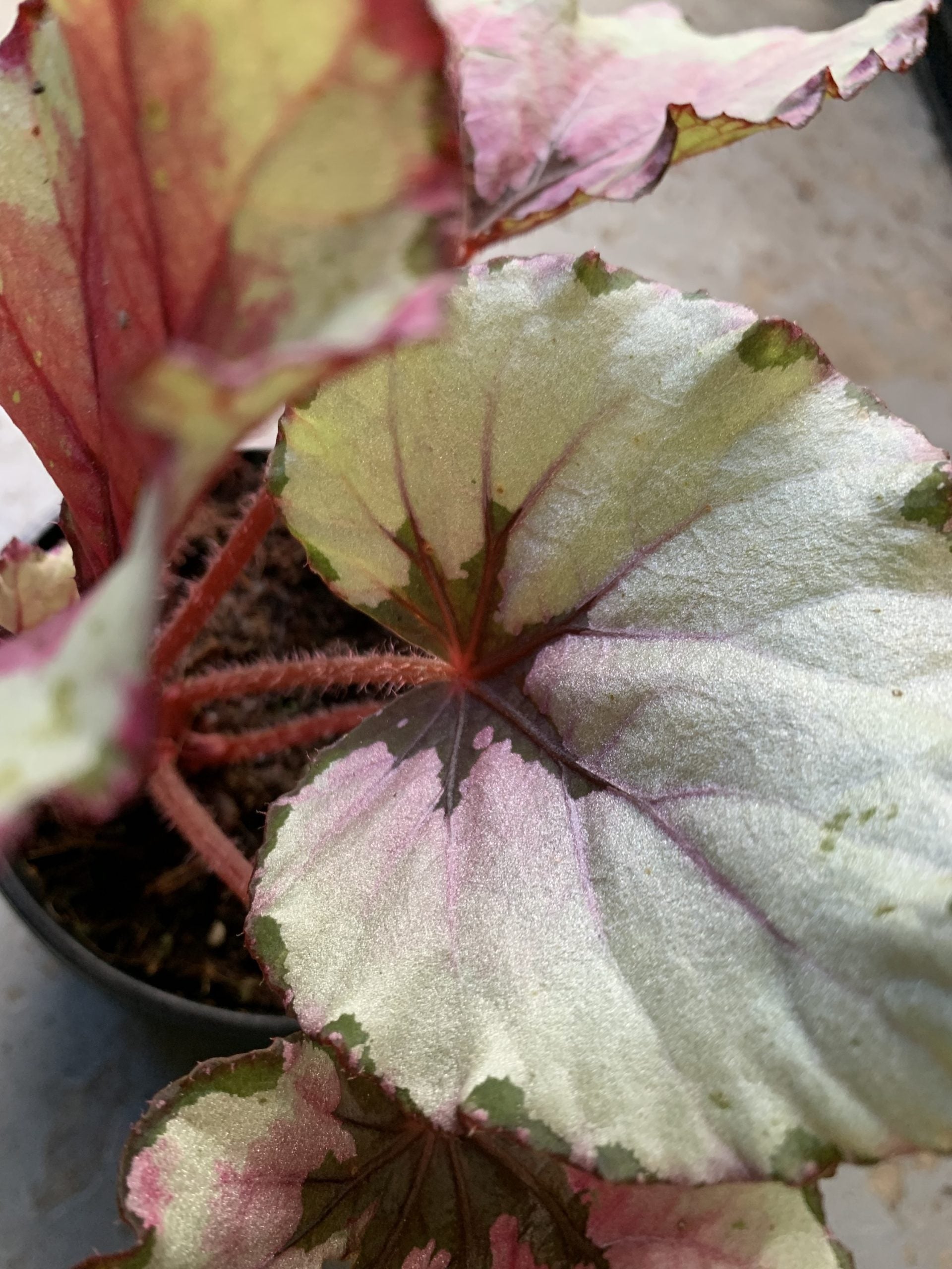 Begonia Rex - Mixed Variety