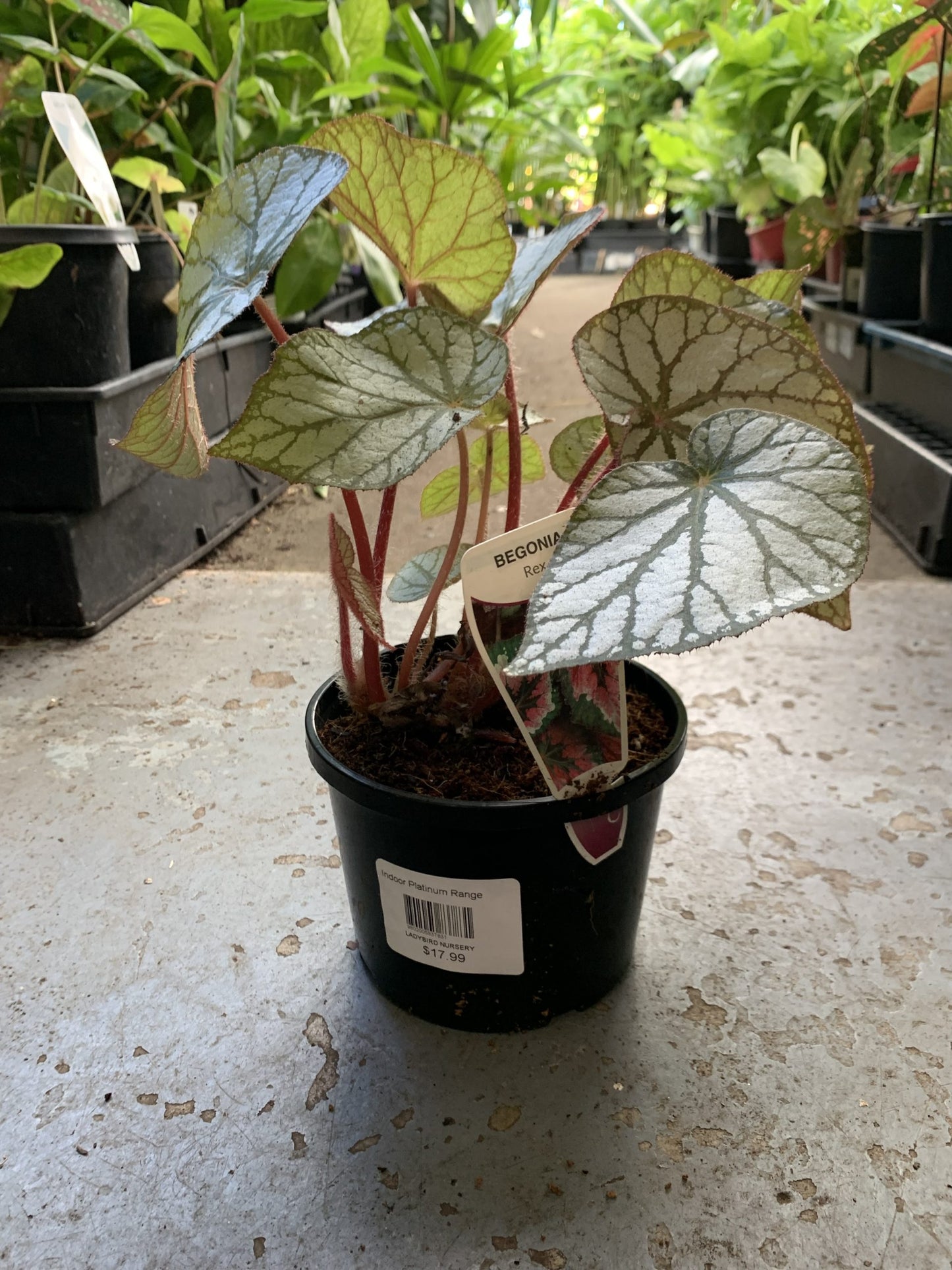 Begonia Rex - Mixed Variety