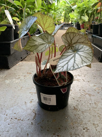 Begonia Rex - Mixed Variety - Ladybird Nursery