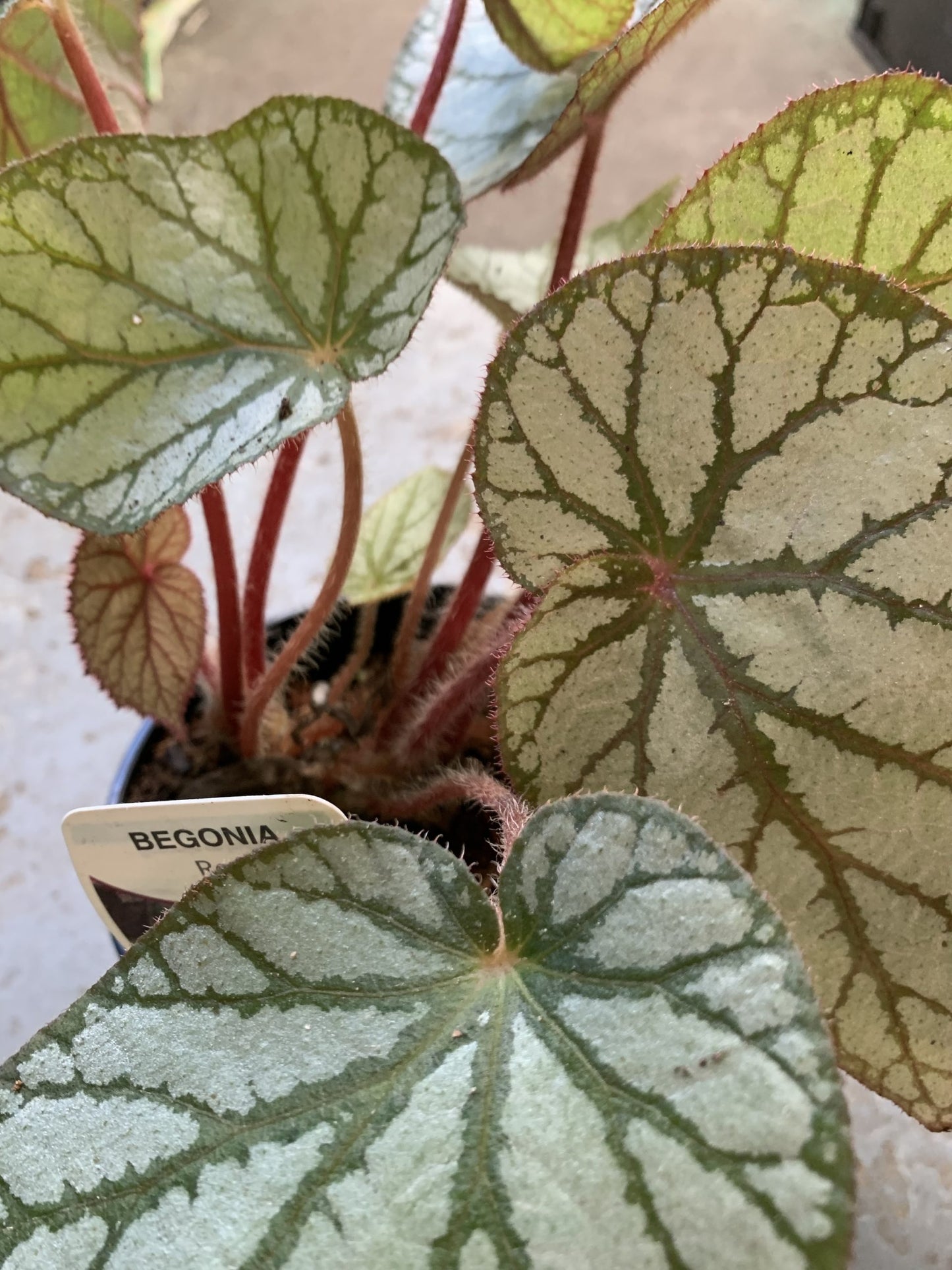 Begonia Rex - Mixed Variety