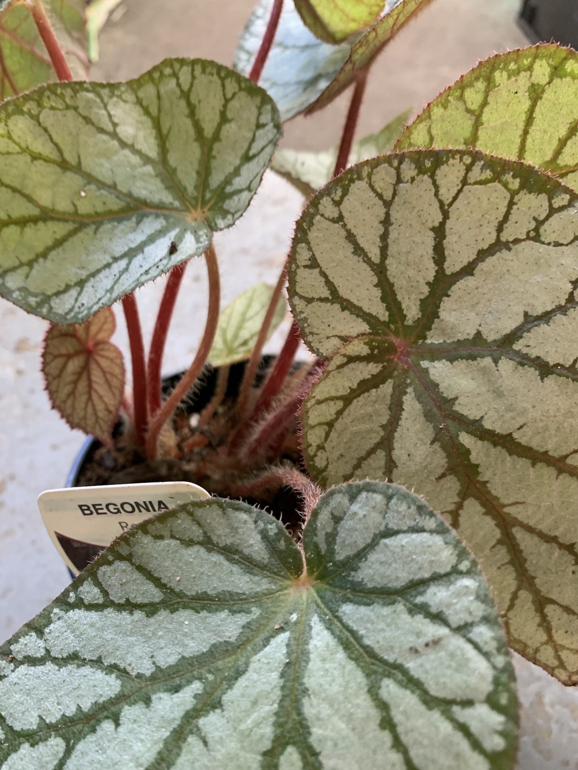 Begonia Rex - Mixed Variety