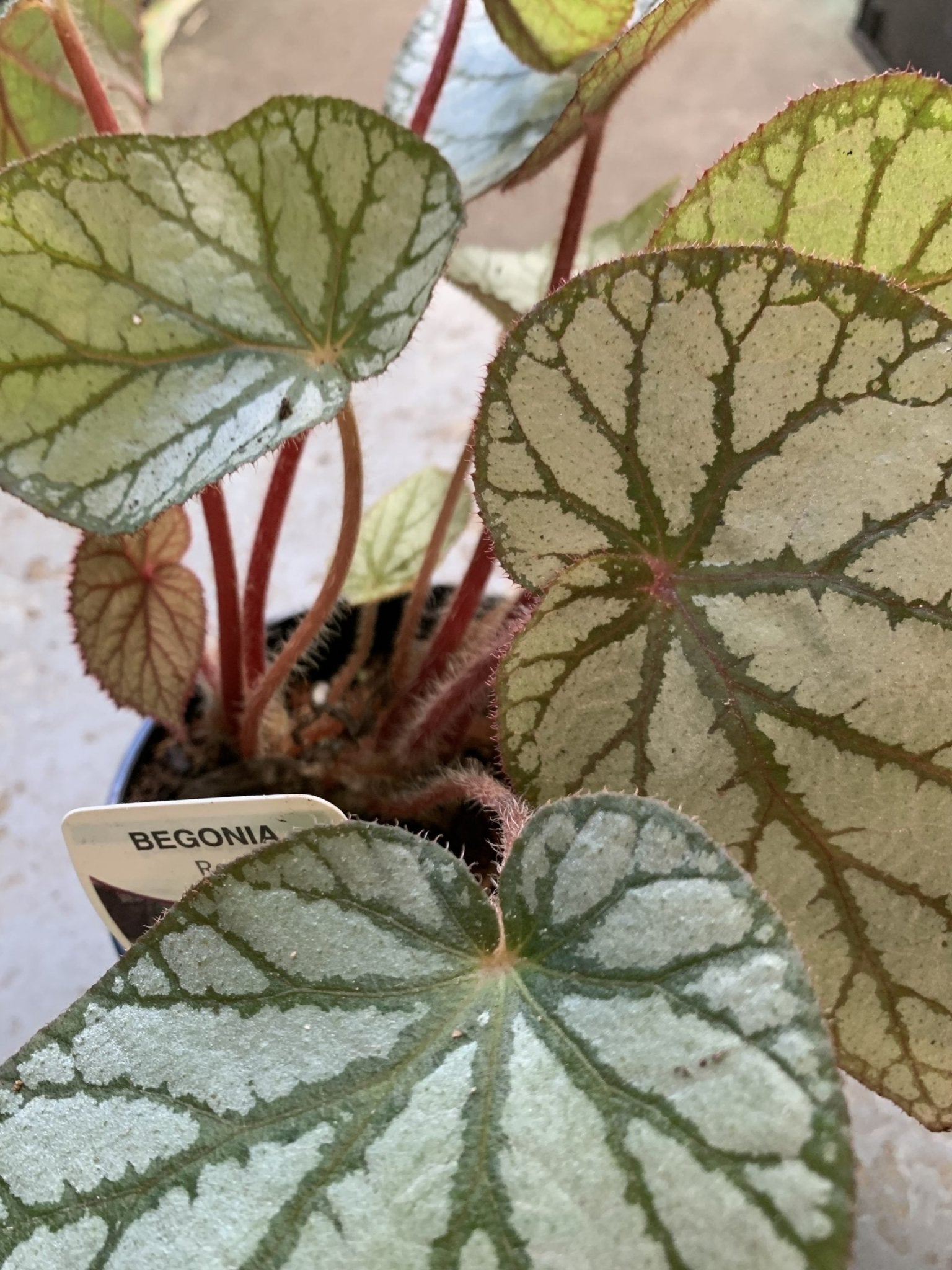 Begonia Rex - Mixed Variety - Ladybird Nursery