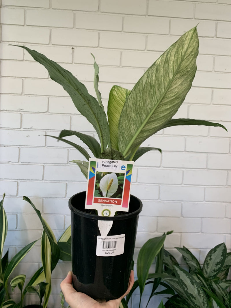 Peace Lily Sensations Variegated (Spathyphyllum)