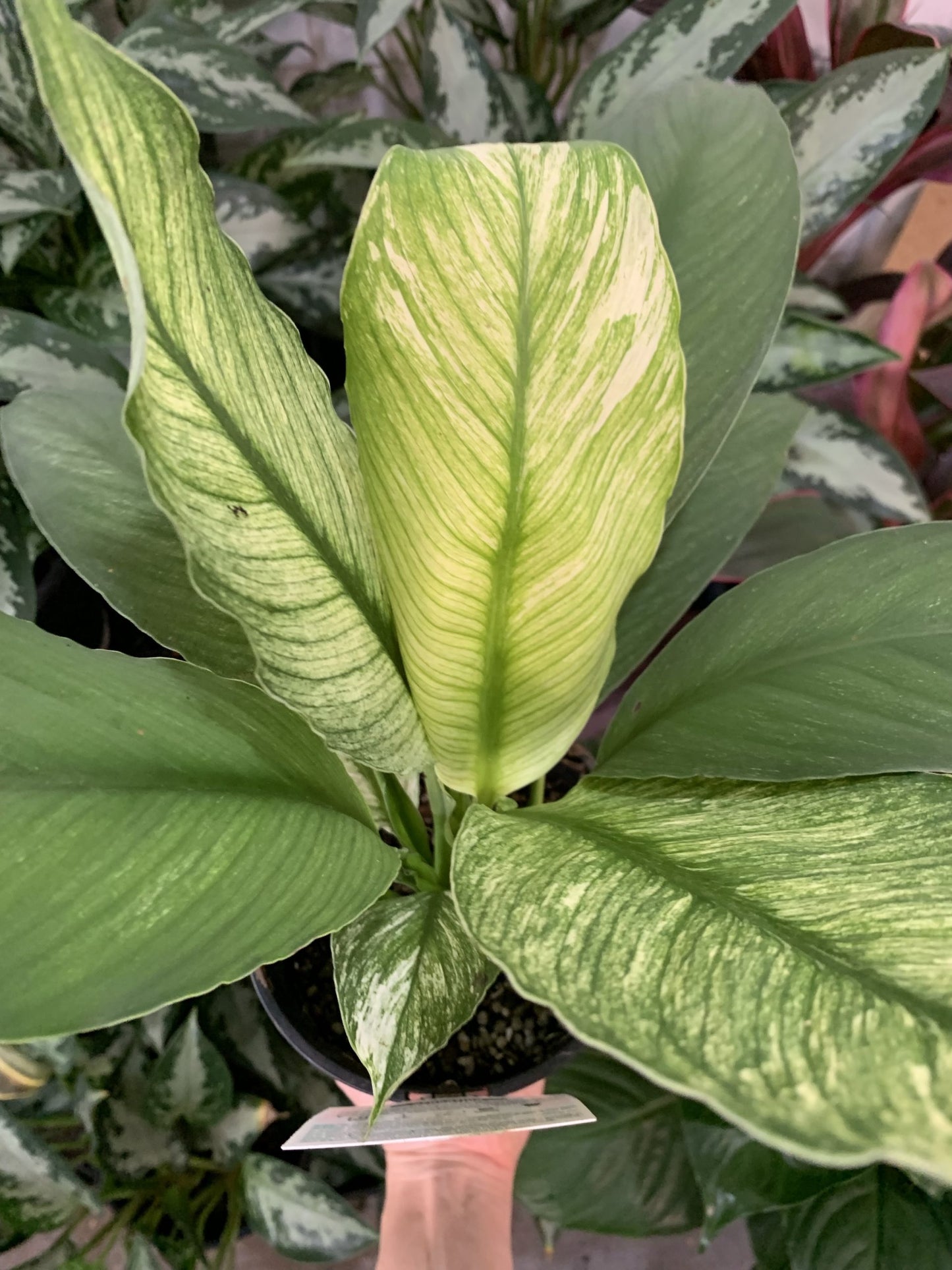 Peace Lily Sensations Variegated (Spathyphyllum)