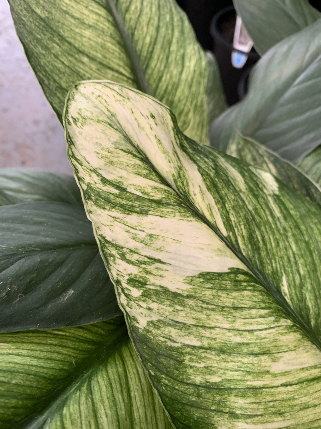 Peace Lily Sensations Variegated (Spathyphyllum) - Ladybird Nursery