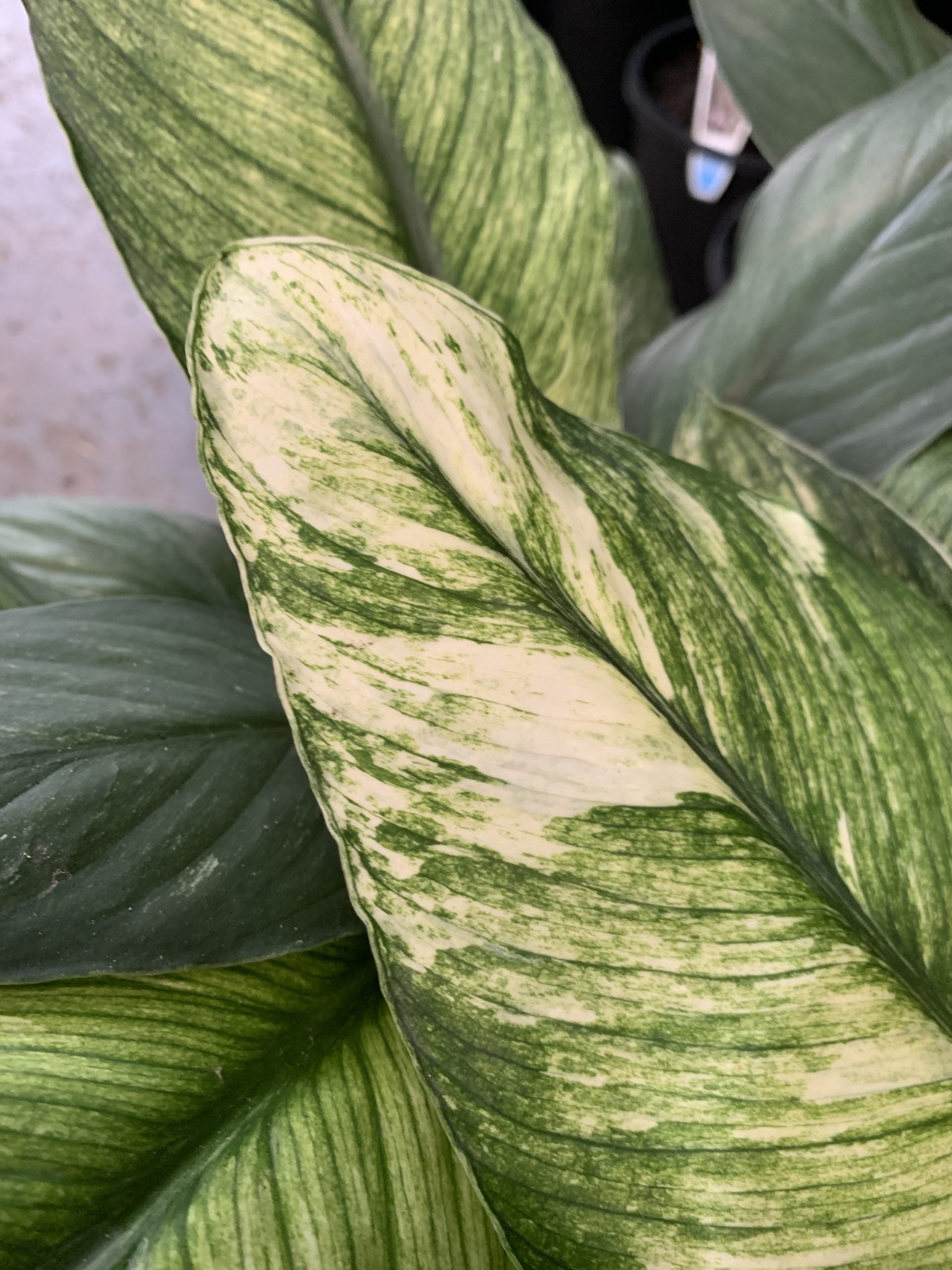 Peace Lily Sensations Variegated (Spathyphyllum)