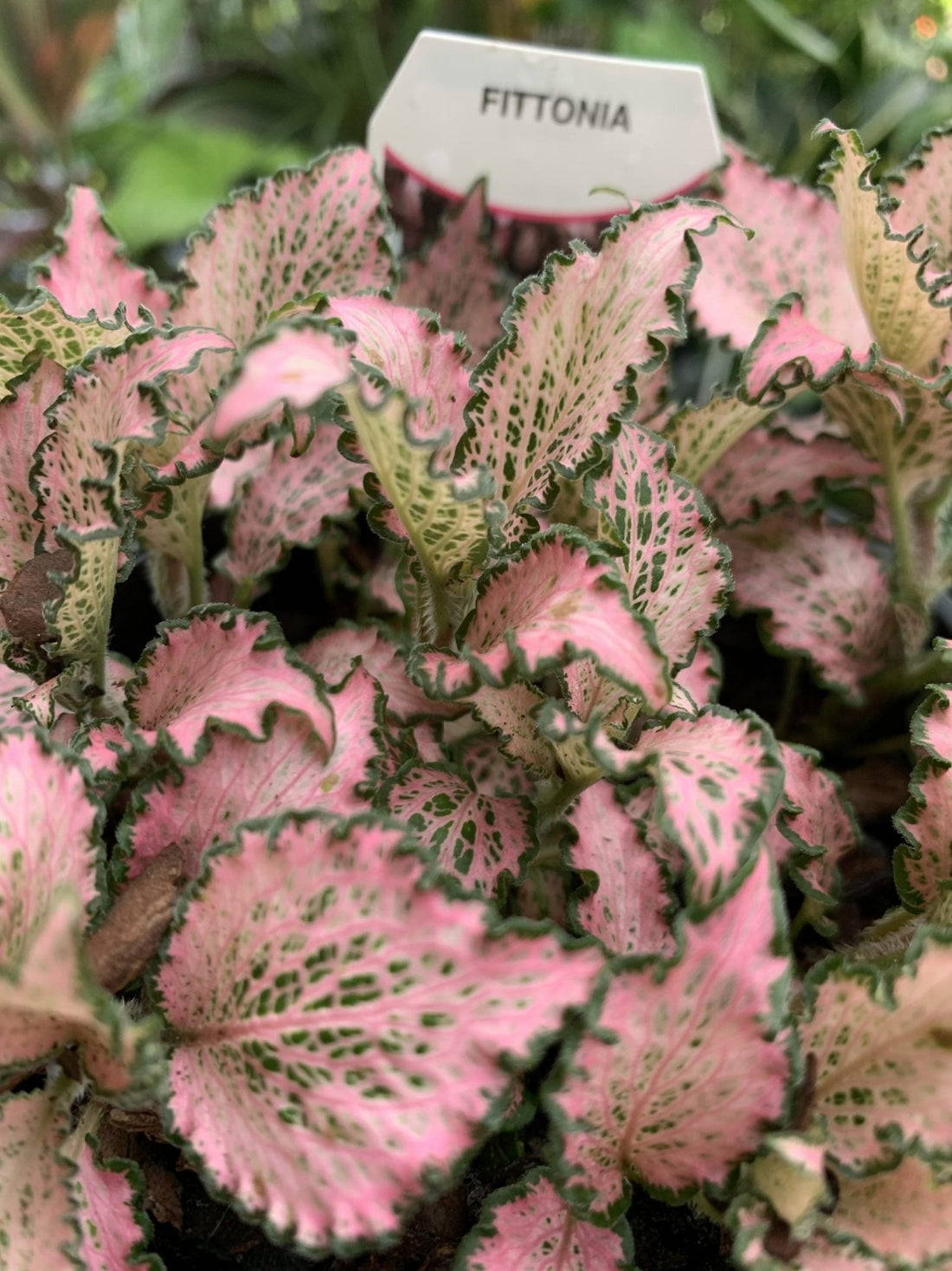Fittonia - Mixed Variety - Ladybird Nursery