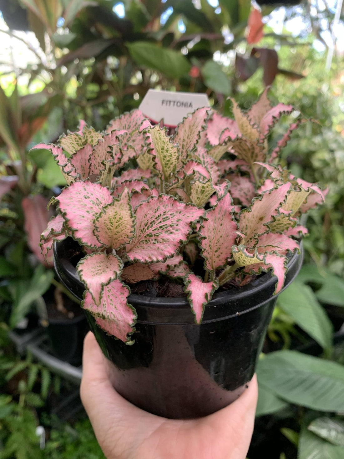 Fittonia - Mixed Variety - Ladybird Nursery