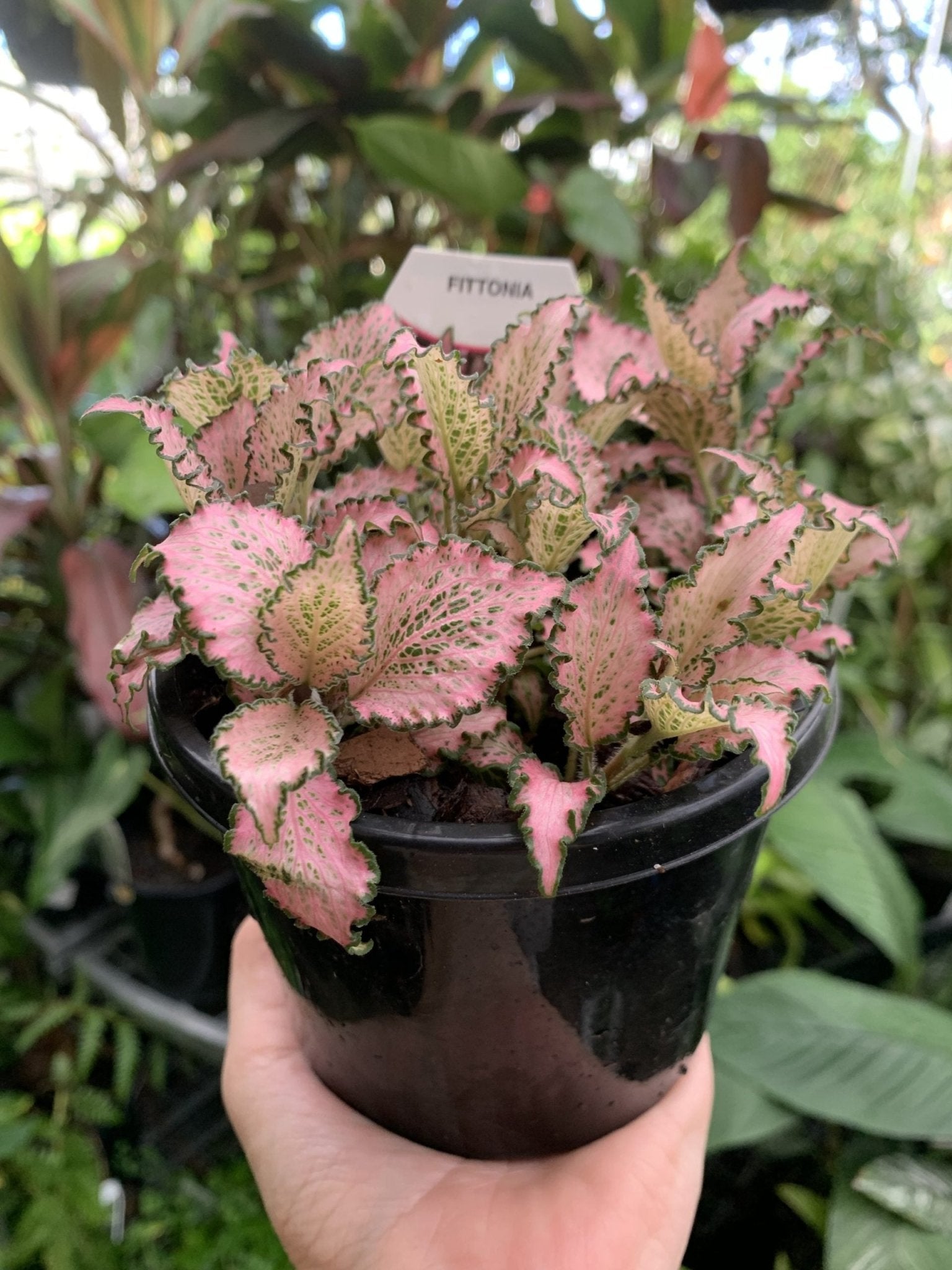 Fittonia - Mixed Variety - Ladybird Nursery