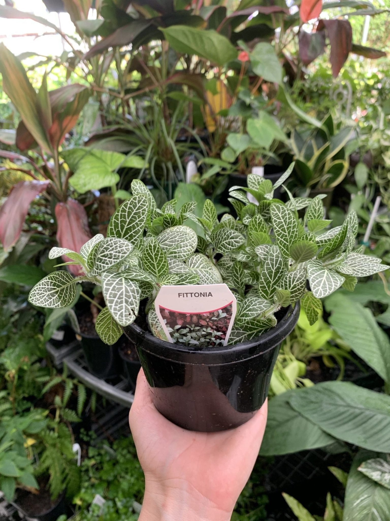 Fittonia - Mixed Variety - Ladybird Nursery