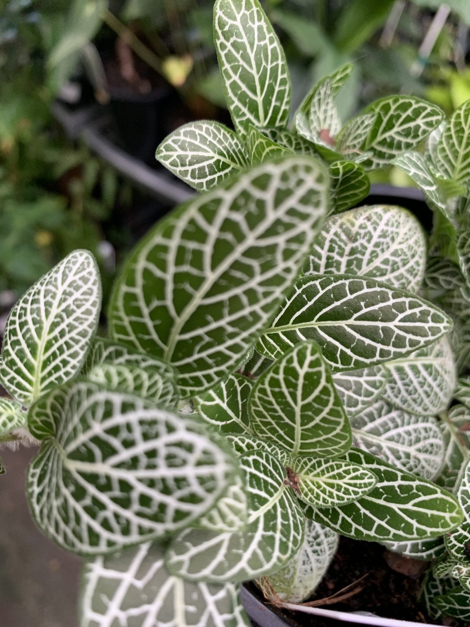 Fittonia - Mixed Variety - Ladybird Nursery