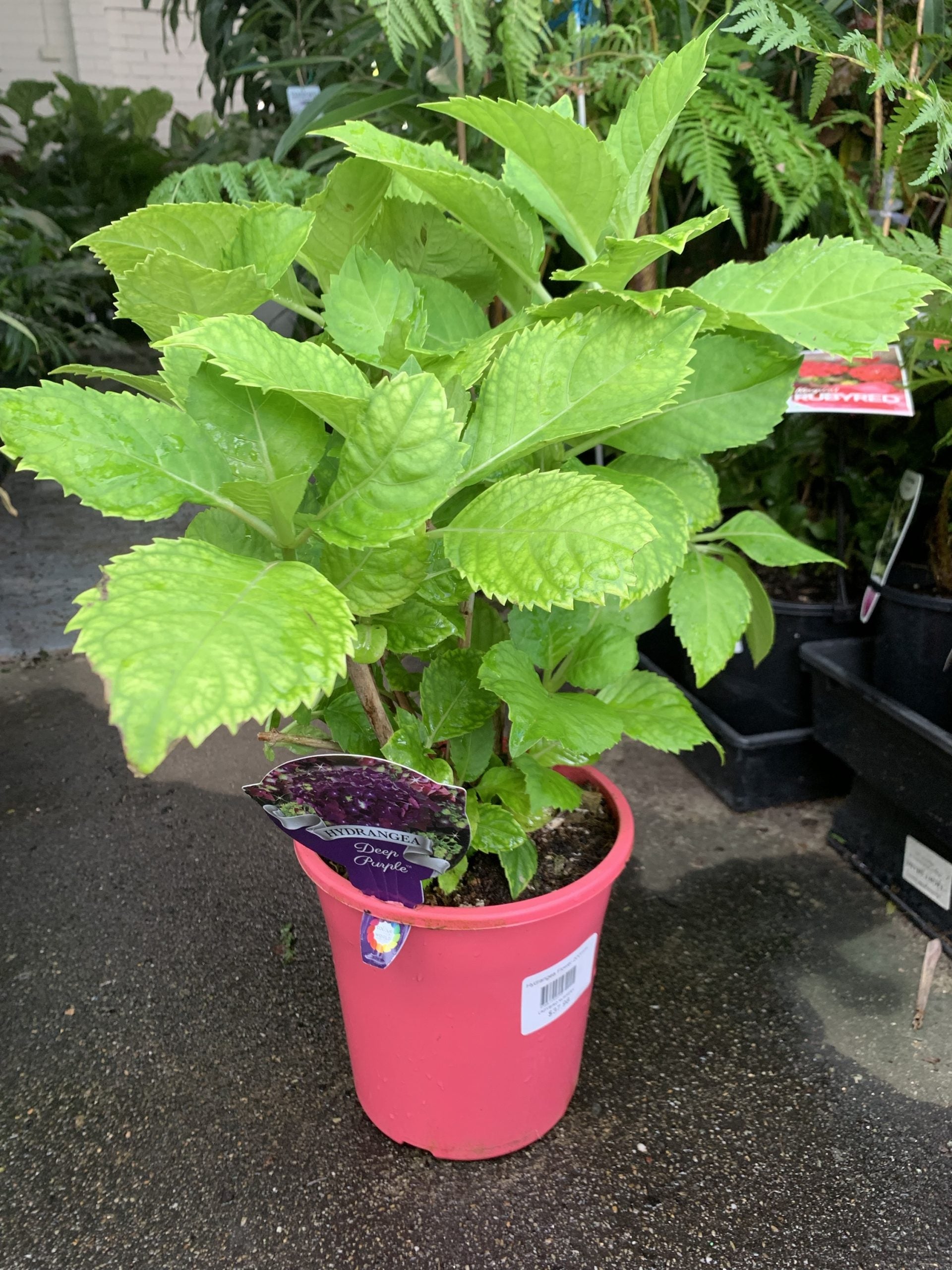 Hydrangea Deep Purple