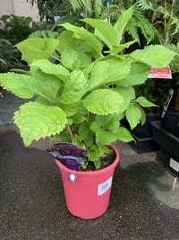 Hydrangea Deep Purple