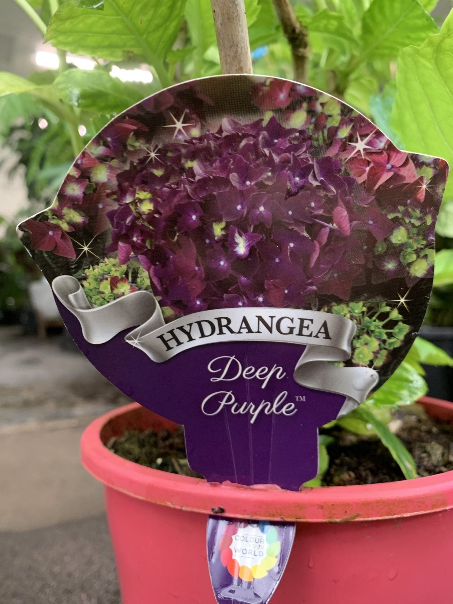 Hydrangea Deep Purple - Ladybird Nursery