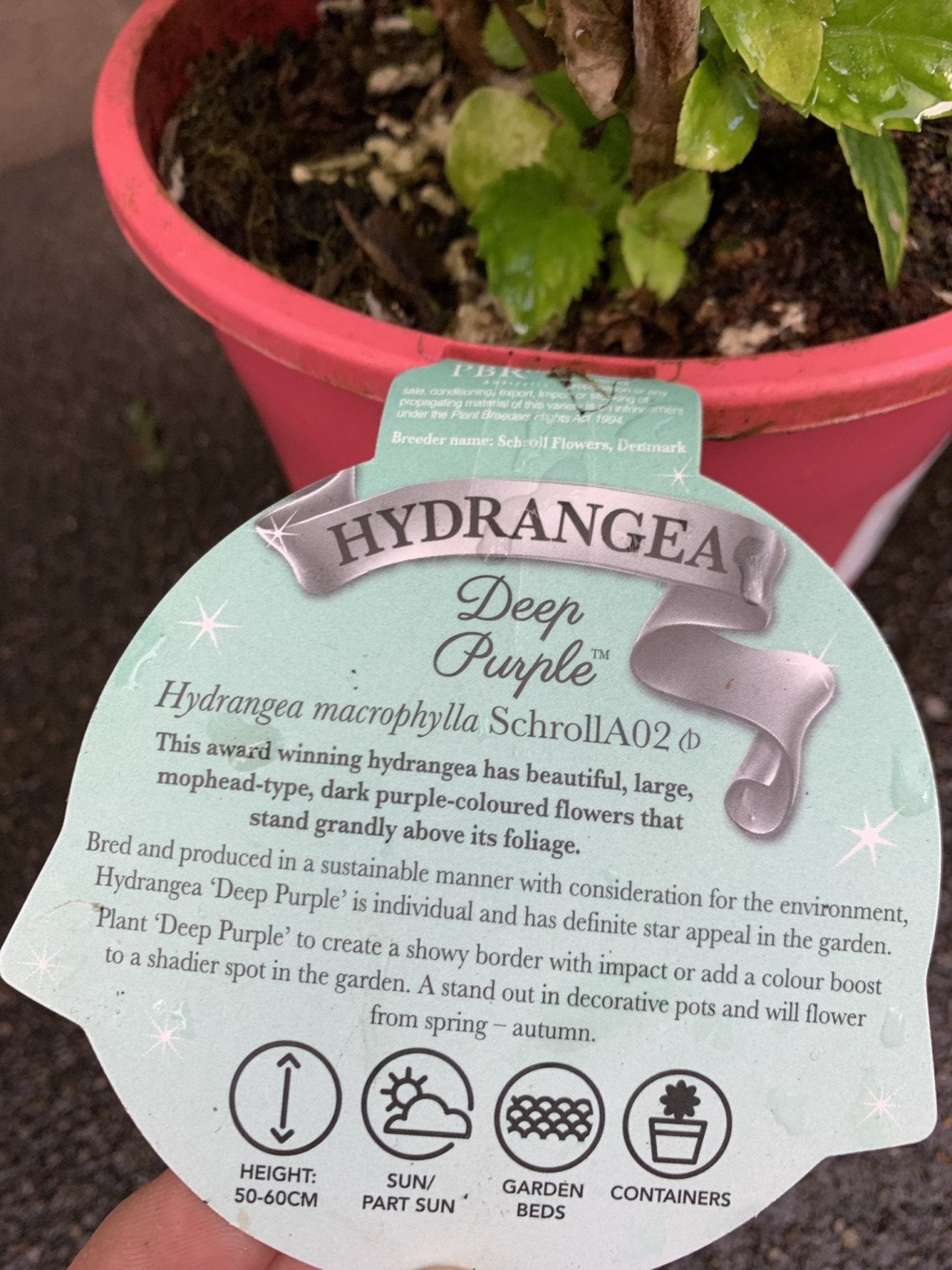 Hydrangea Deep Purple - Ladybird Nursery